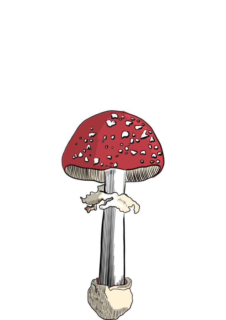 Amanita muscaria illustration