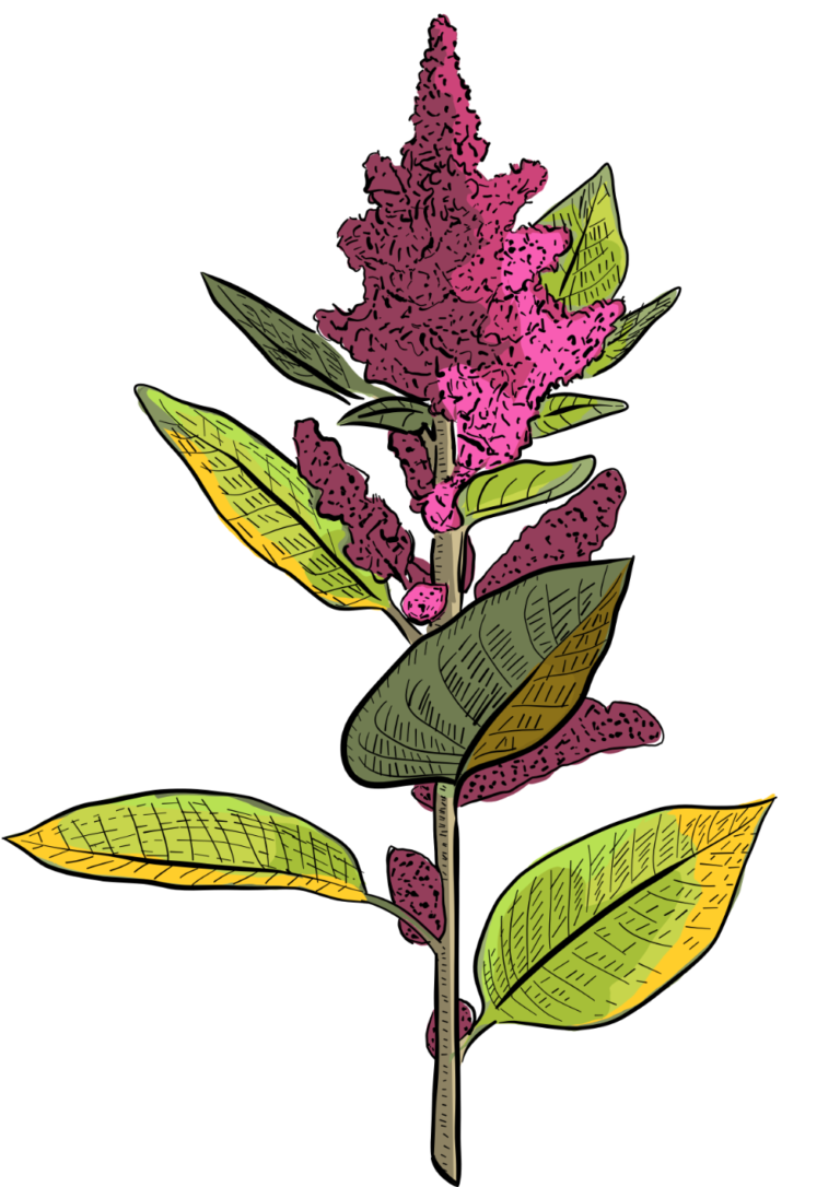 Amaranthus illustration
