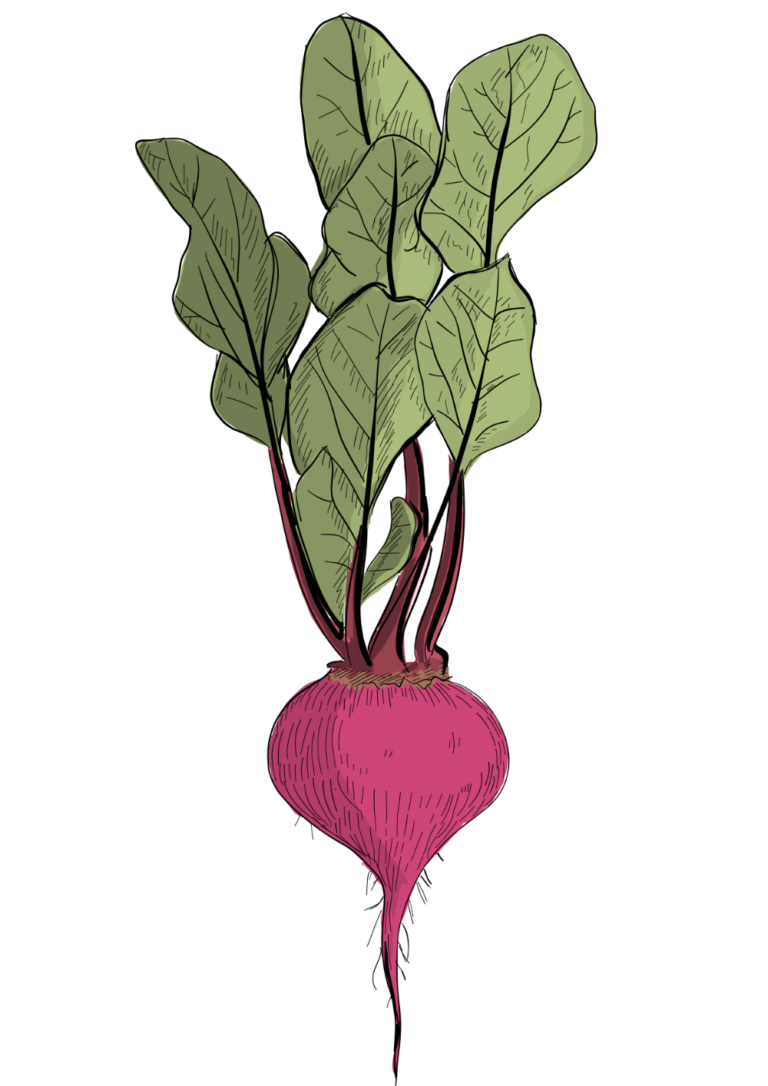 Beta vulgaris illustration