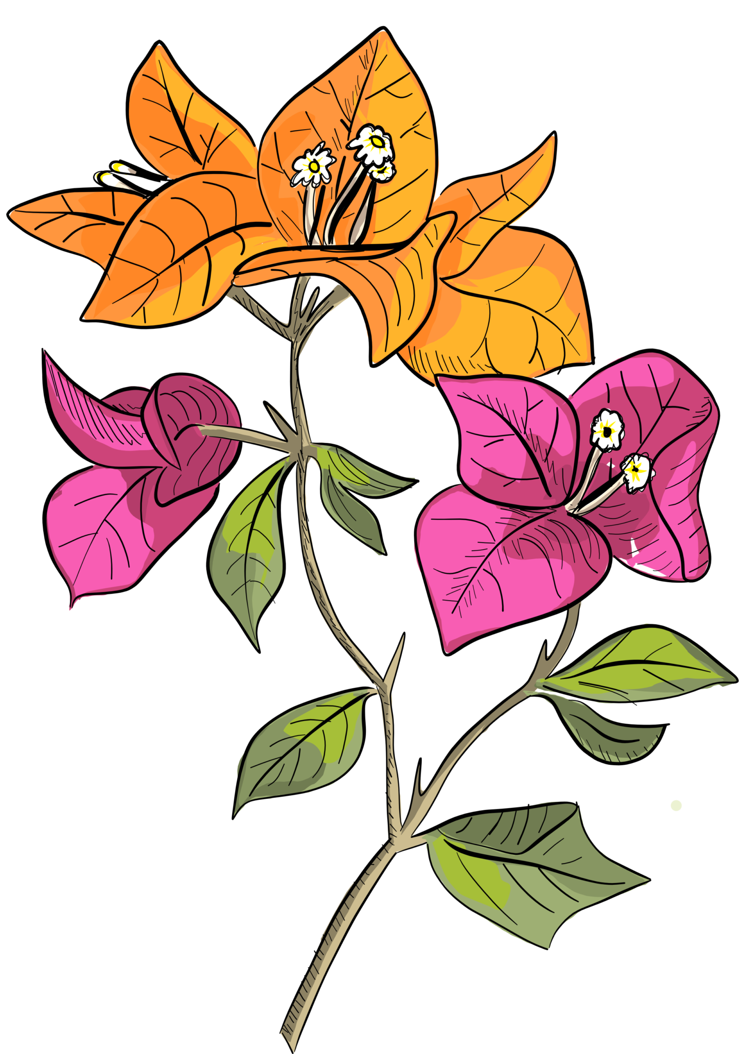 Bougainvillea glabra illustration