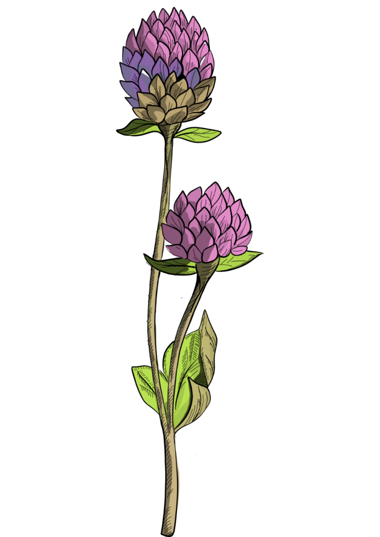 Gomphrena globosa illustration