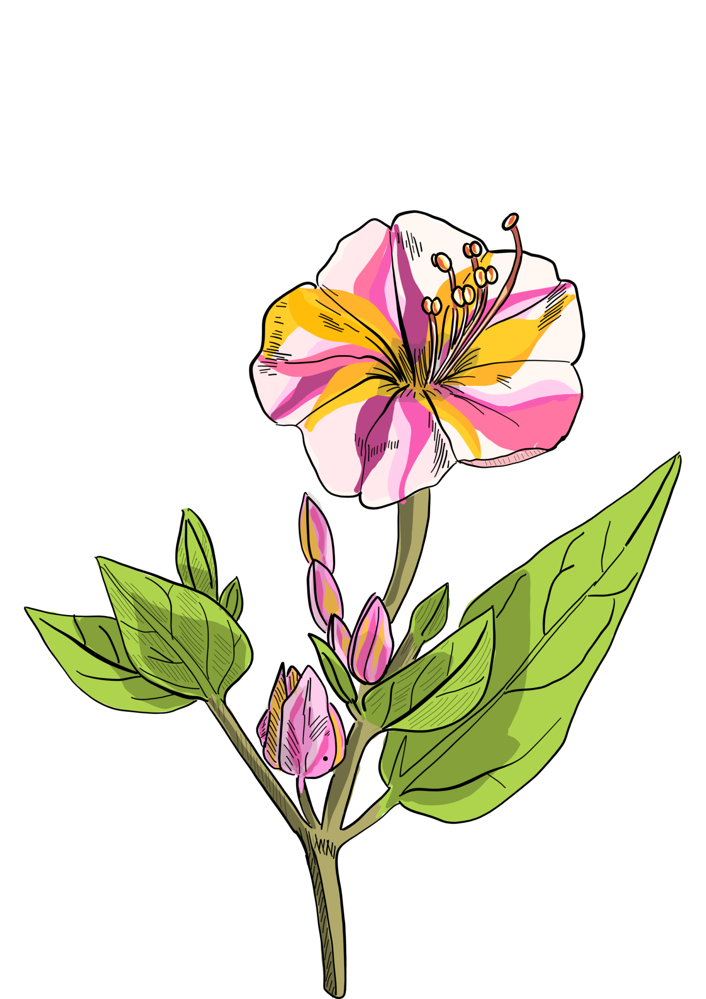 Mirabilis jalapa illustration
