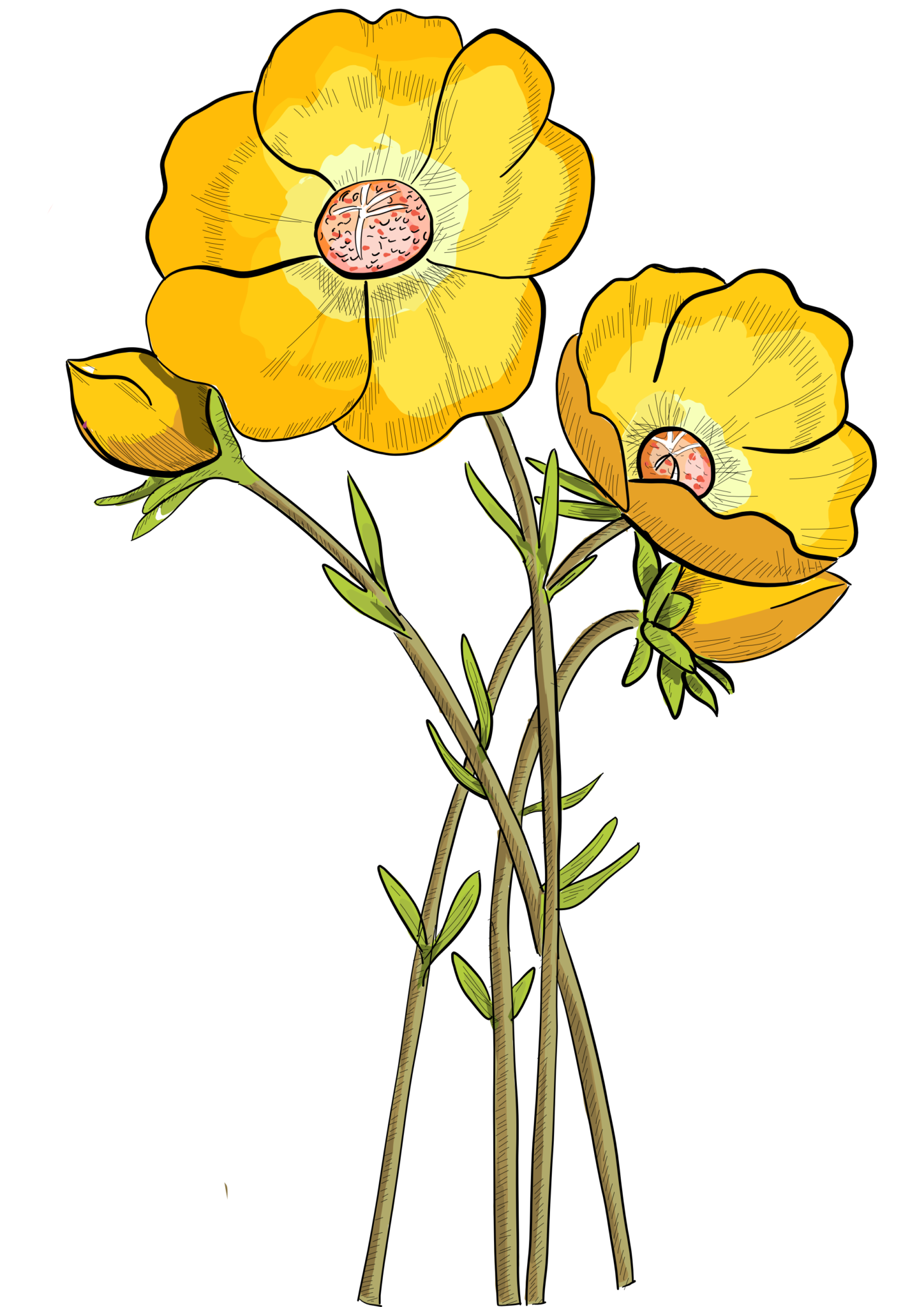 Portulaca grandiflora illustration